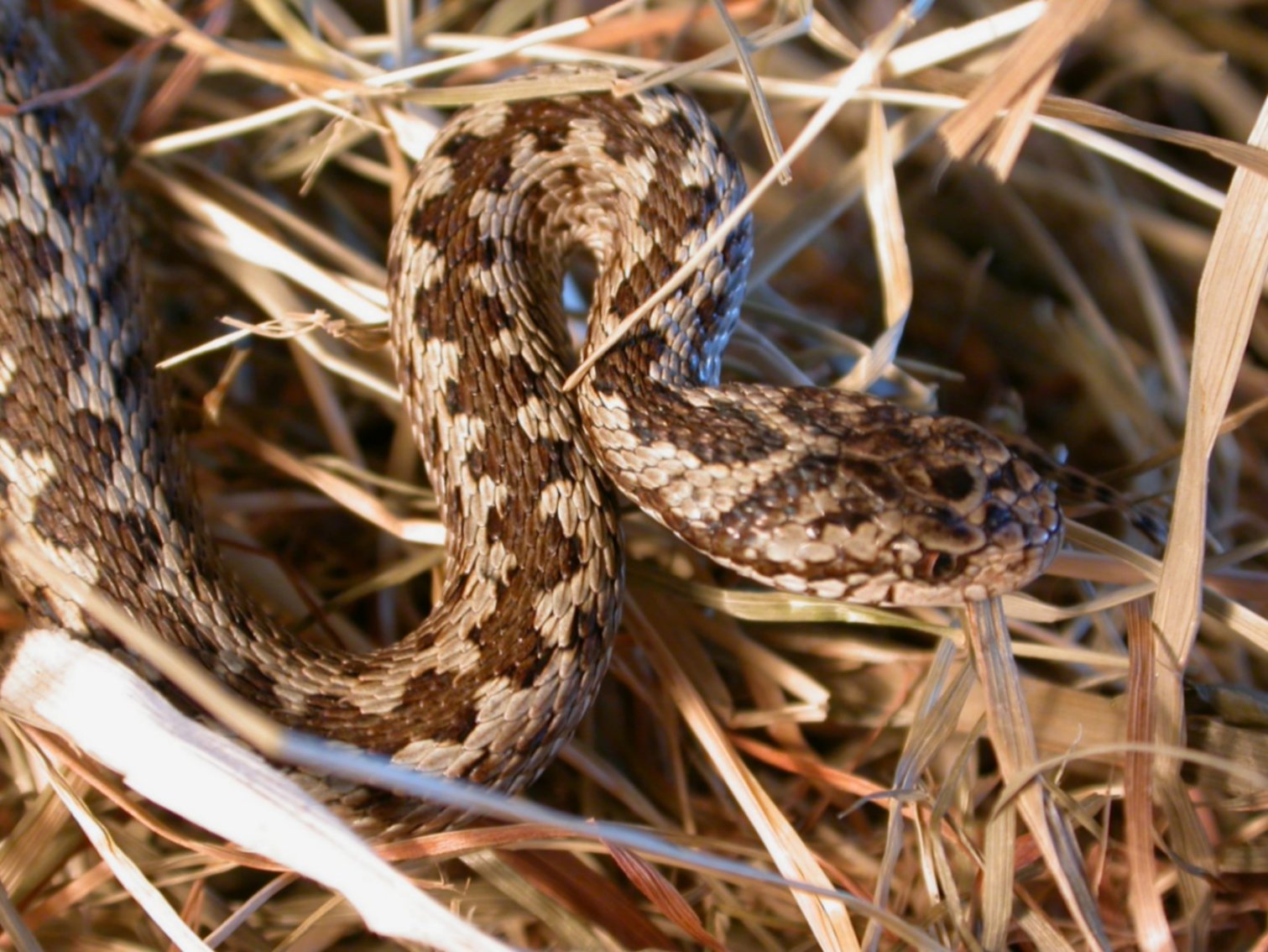 Piccola e preziosa....Vipera ursinii